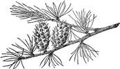 Outline of pine tree branch with two pinecones