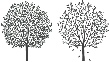 Two trees: one with full leaves, one with falling leaves